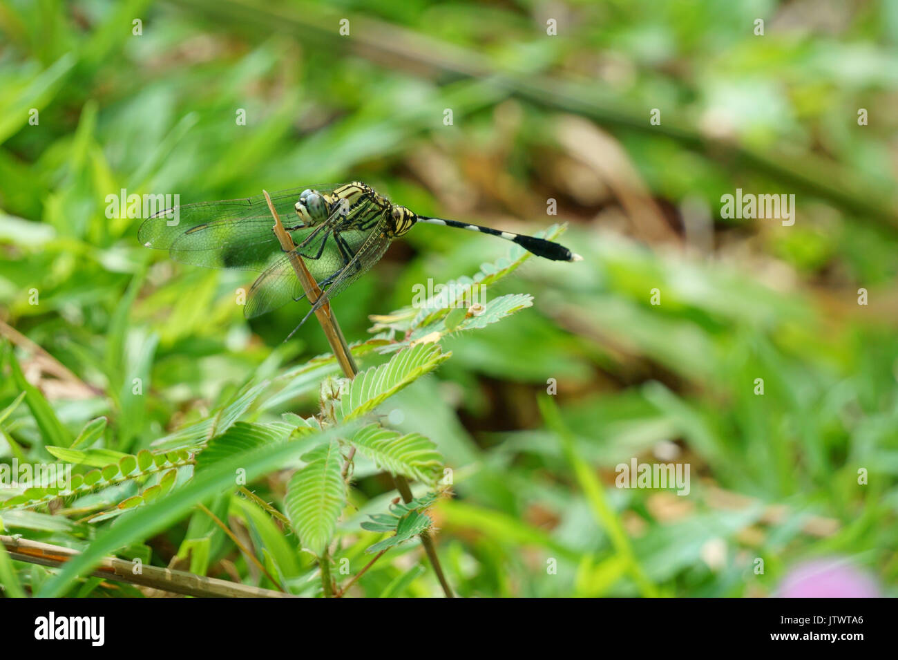 The dragonfly (Anisoptera) clinging to dry branches Stock Photo