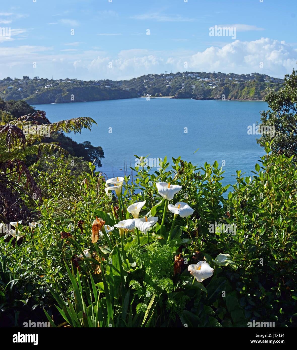 Auckland new zealand flowers hires stock photography and images Alamy