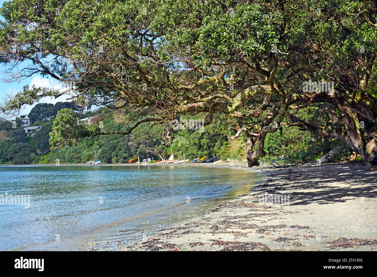 Magnificent and ancient Pohutukawa Tree on Oneroa Beach, Waiheke Island in Spring. Stock Photo