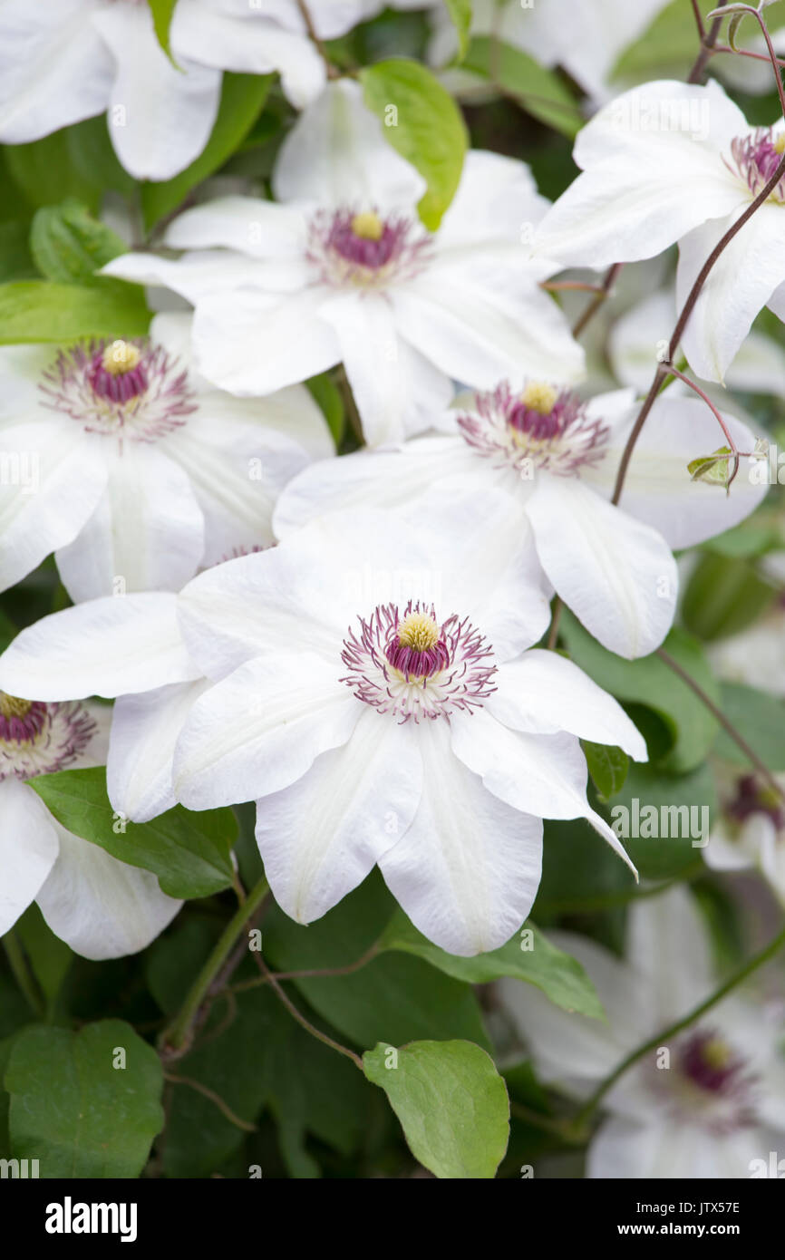 Clematis "Miss Bateman Stock Photo Alamy