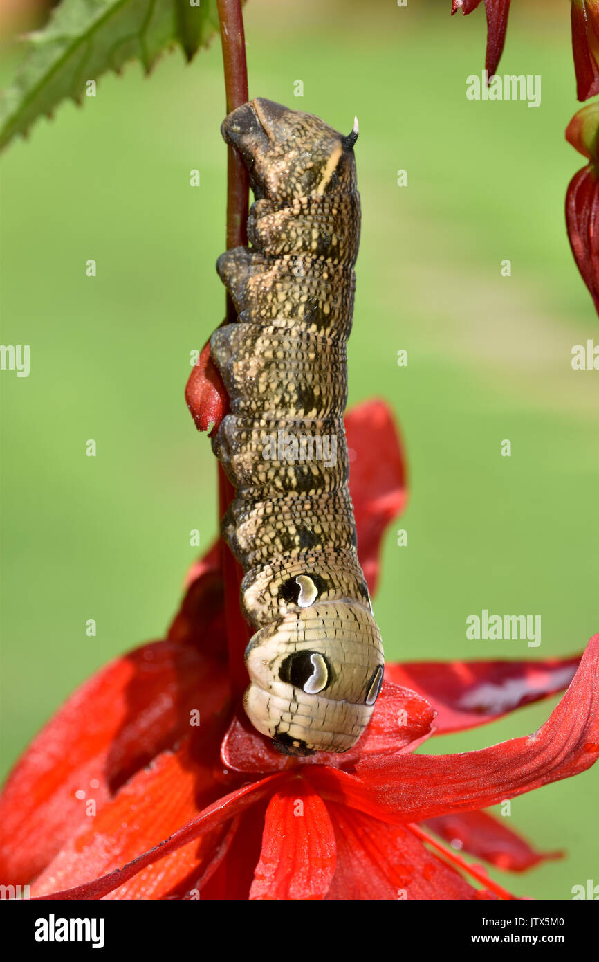 Elephant Hawk Moth Caterpillar (Deilephila elpenor) feeding on a fuchsia plant, showing defensive eye-spots Stock Photo