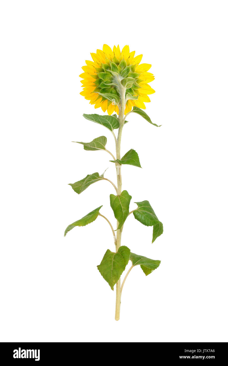 Beautiful sunflower on white background Stock Photo - Alamy