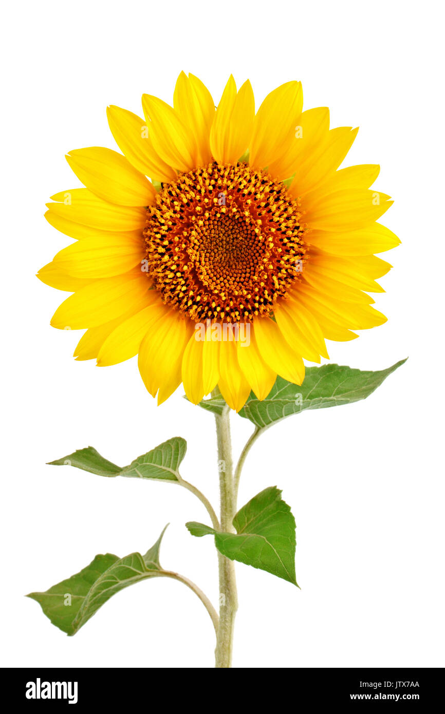 Beautiful sunflower on white background Stock Photo - Alamy