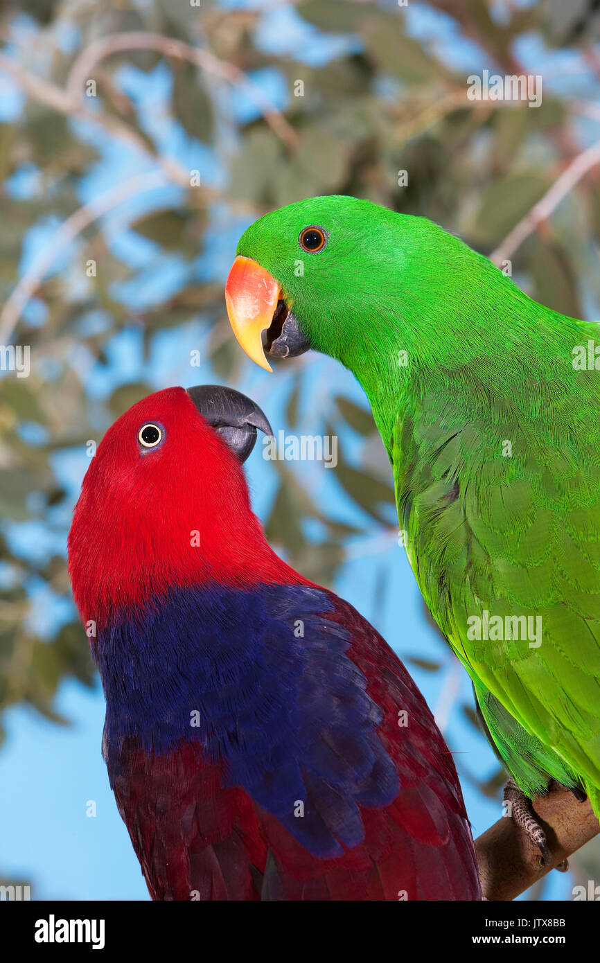 Eclactus MALE AND FEMALE ECLECTUS PARROT eclectus roratus Stock Photo - Alamy