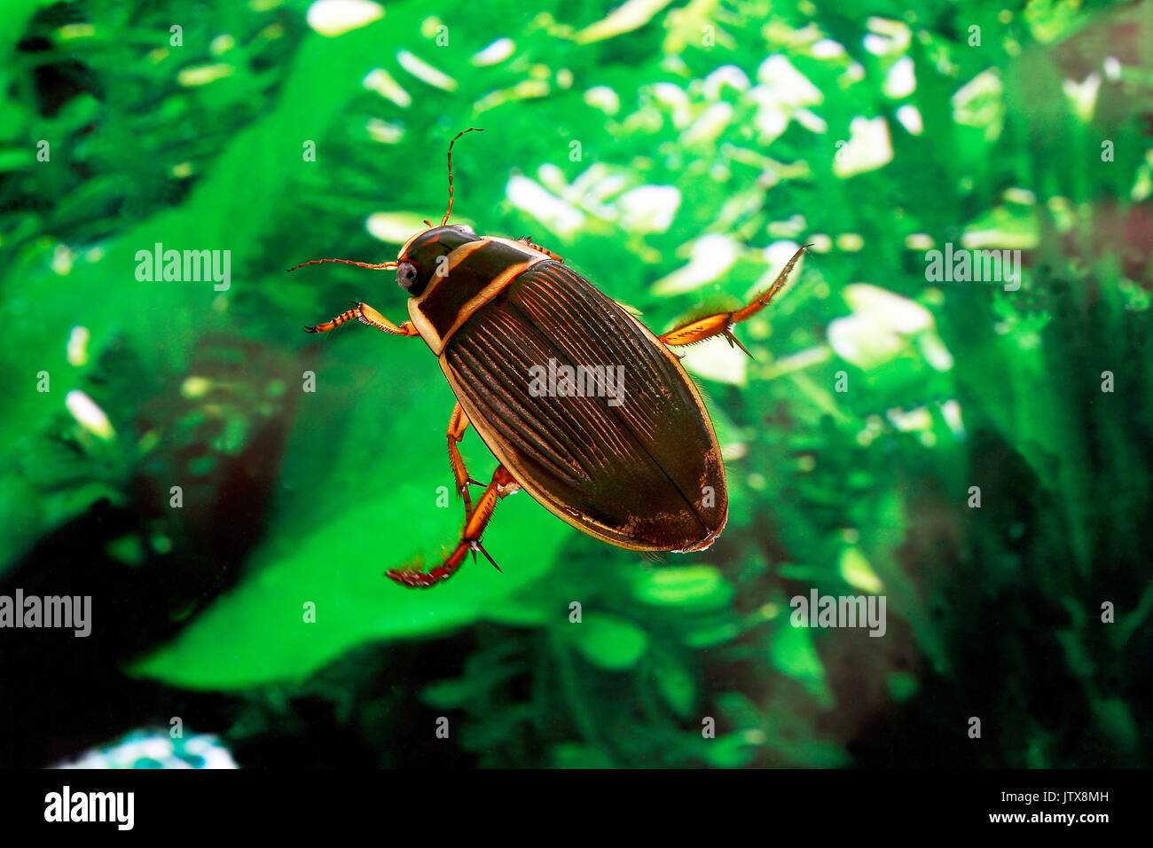 Great Diving Beetle, dytiscus marginalis, Adult standing in Water, Normandy Stock Photo Alamy