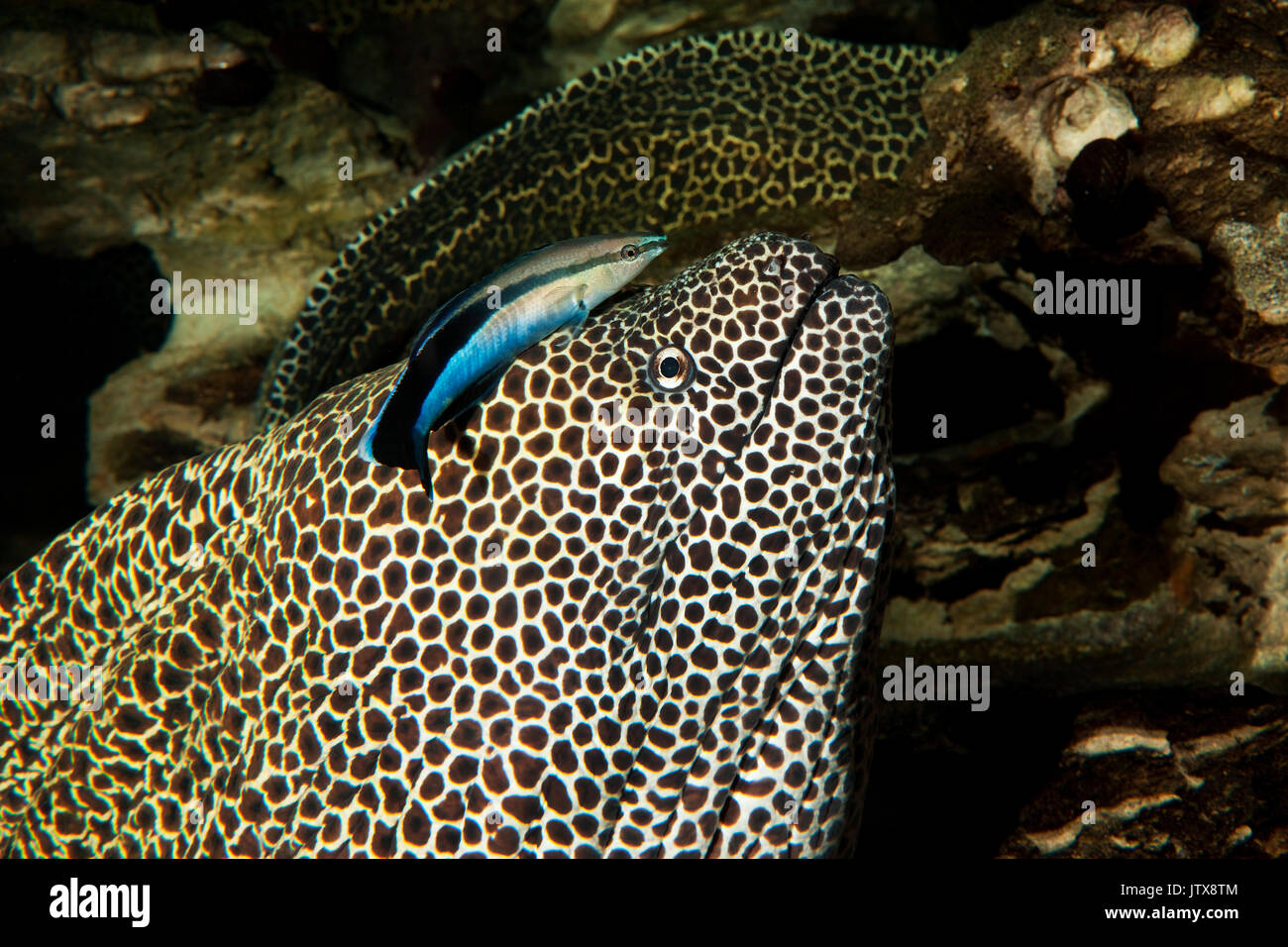 HONEYCOMB MORAY EEL gymnothorax favagineus WITH A BLUESTREAK CLEANER WRASSE labroides dimidiatus, SOUTH AFRICA Stock Photo