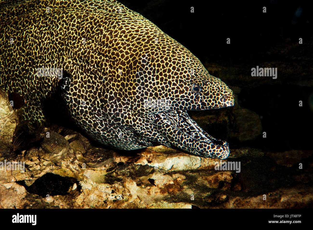 HONEYCOMB MORAY EEL gymnothorax favagineus IN SOUTH AFRICA, ADULT WITH OPENED MOUTH Stock Photo