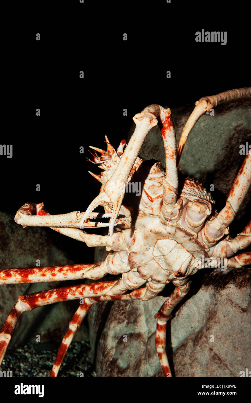 Japanese Spider Crab Or Giant Spider Crab Macrocheira Kaempferi Adult Underside Stock Photo Alamy