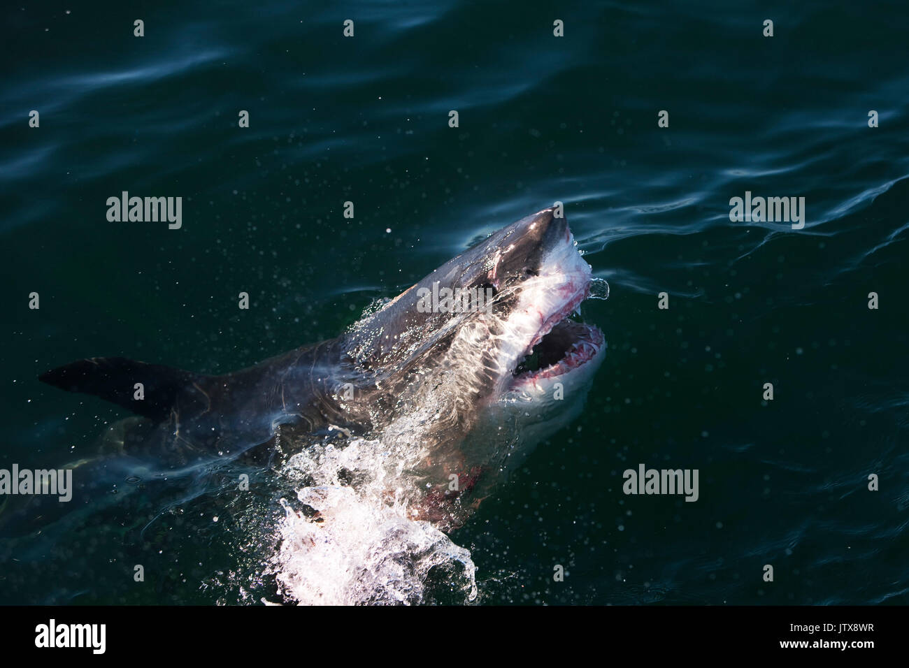 GREAT WHITE SHARK carcharodon carcharias, ADULT AT SURFACE WITH OPEN MOUTH, FALSE BAY IN SOUTH AFRICA Stock Photo