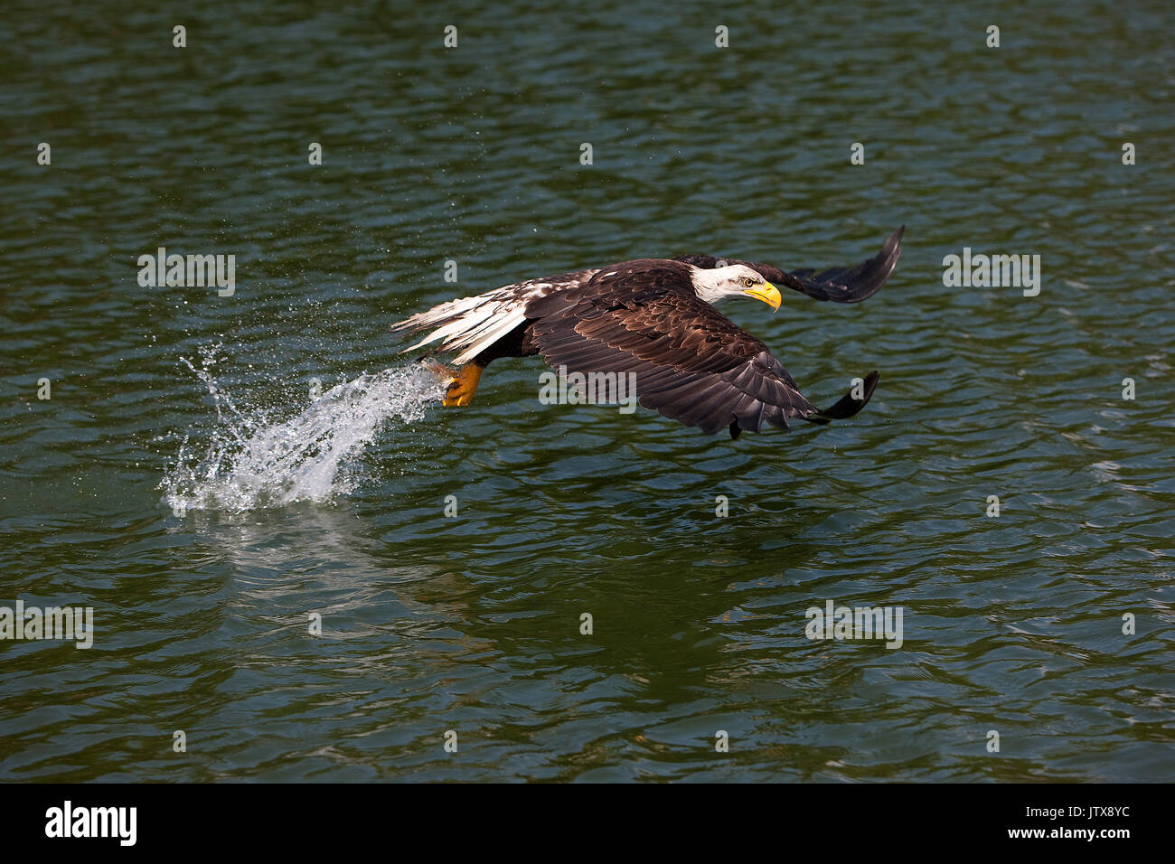 BALD EAGLE haliaeetus leucocephalus, JUVENILE FISHING IN LAKE Stock ...