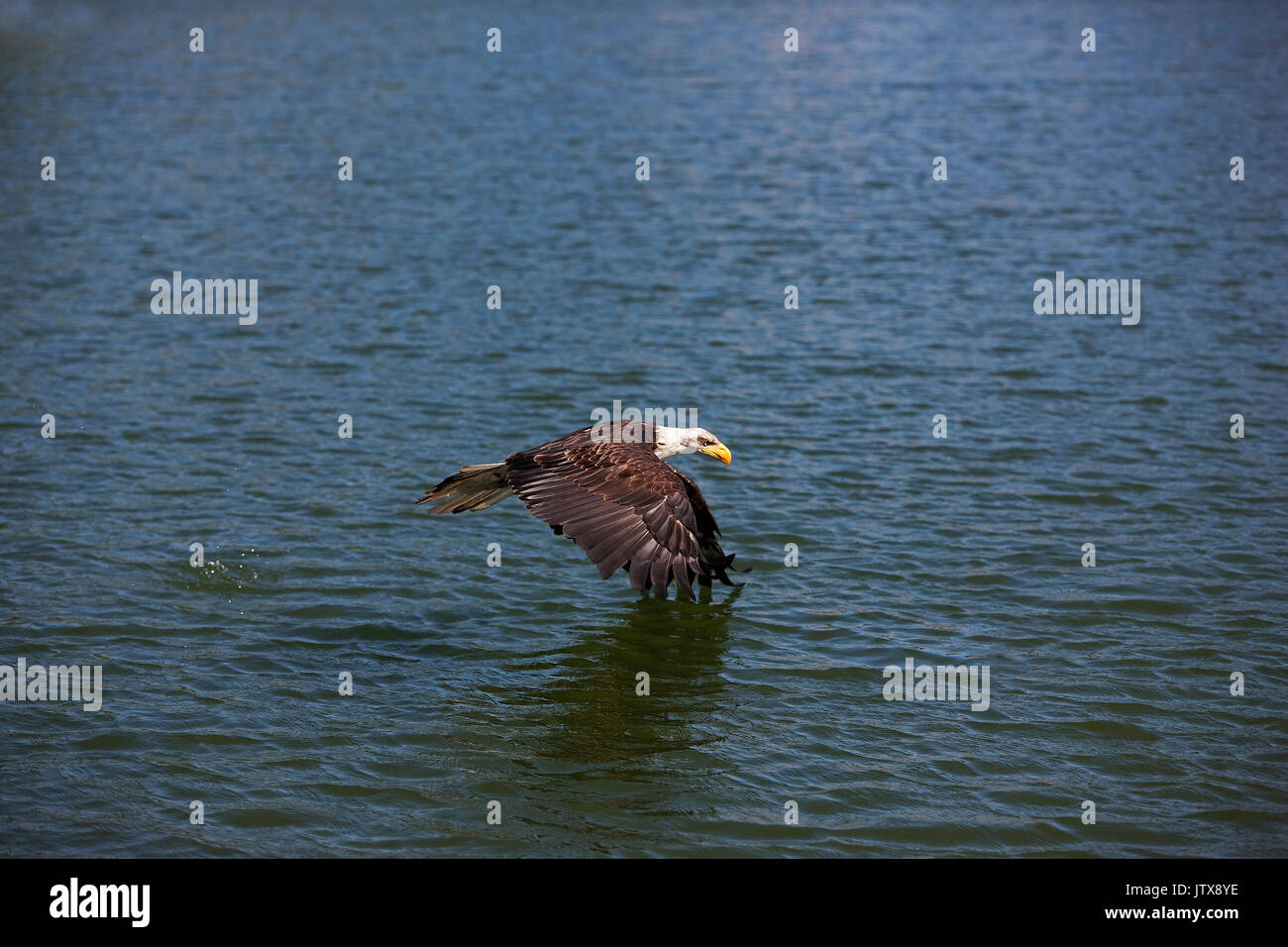 BALD EAGLE haliaeetus leucocephalus, JUVENILE IN FLIGHT OVER LAKE Stock ...
