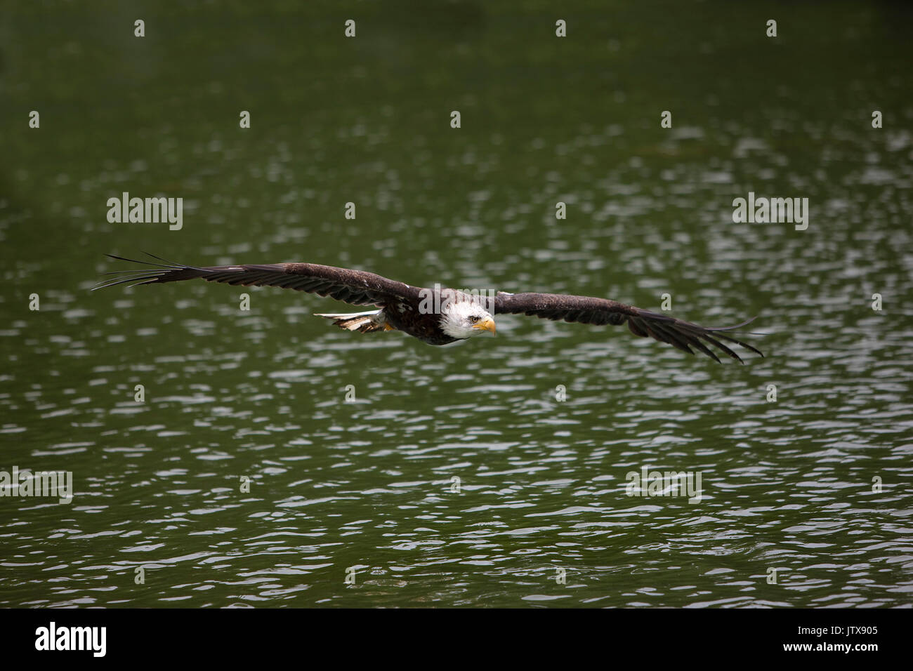BALD EAGLE haliaeetus leucocephalus, JUVENILE IN FLIGHT OVER LAKE Stock ...