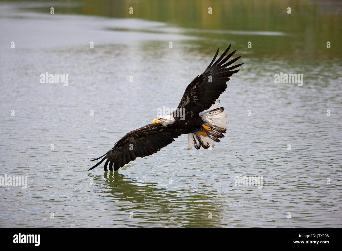 BALD EAGLE haliaeetus leucocephalus, JUVENILE IN FLIGHT OVER LAKE Stock ...