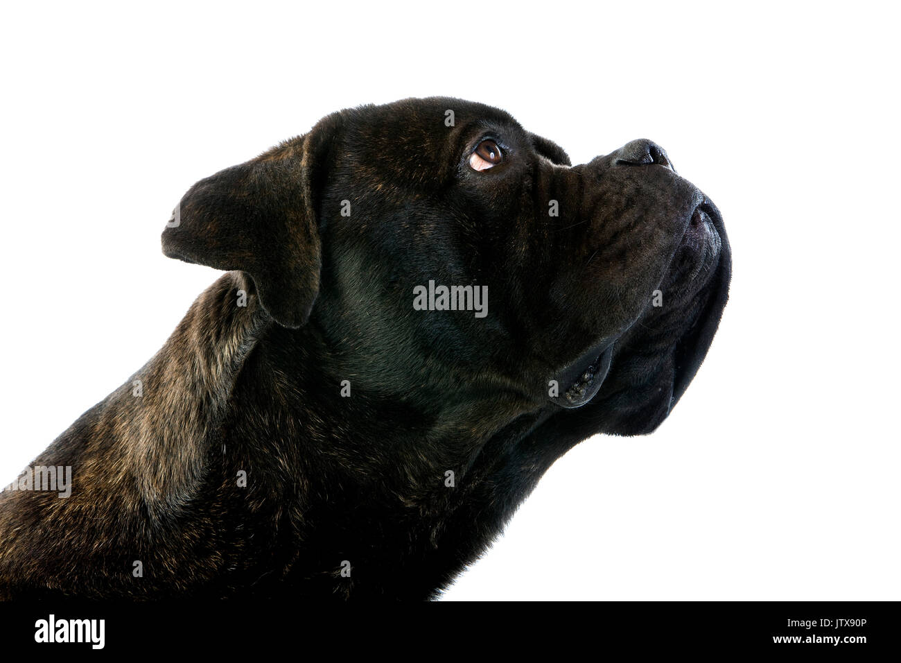 Molosser Breed Stock Photos Molosser Breed Stock Images