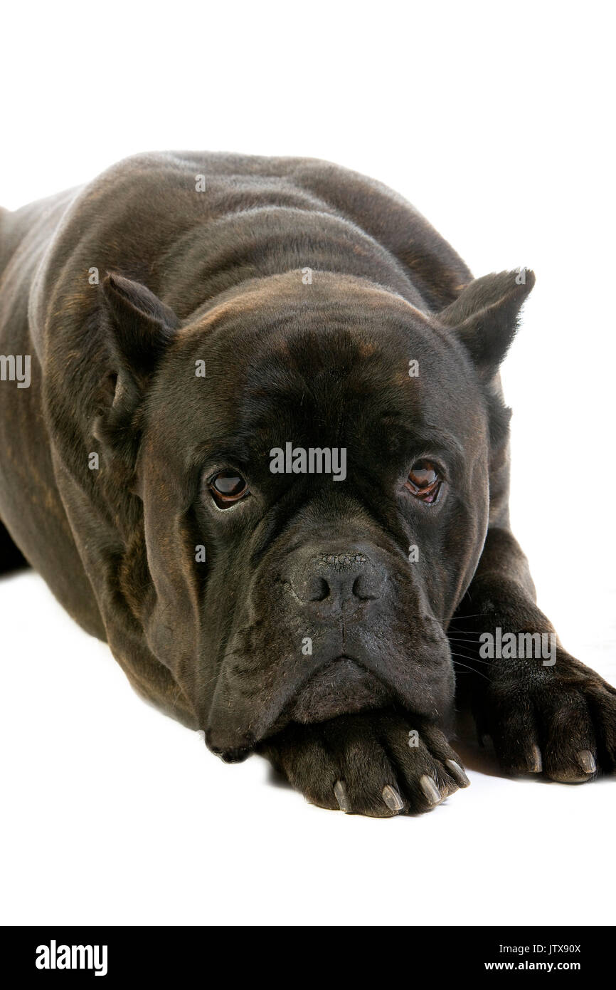 Cane Corso A Dog Breed From Italy Adult Laying Down