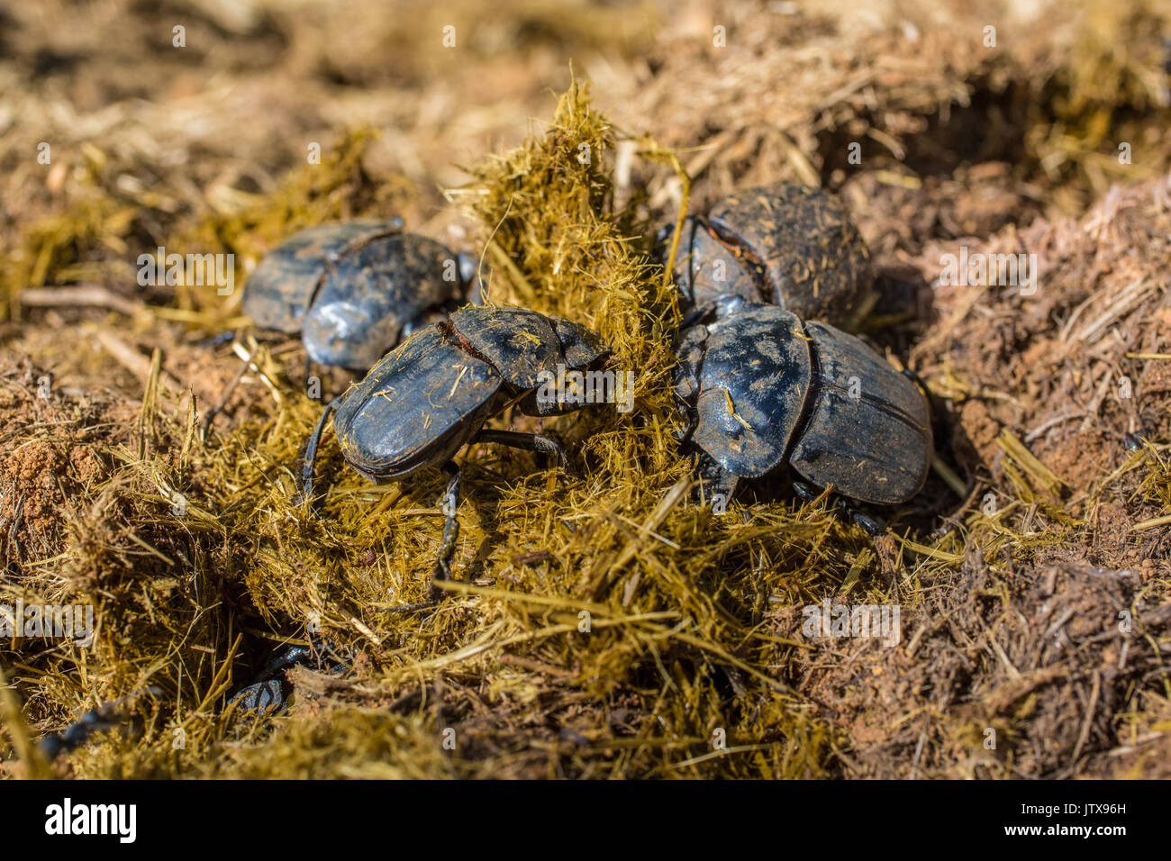 Beetle Beetle