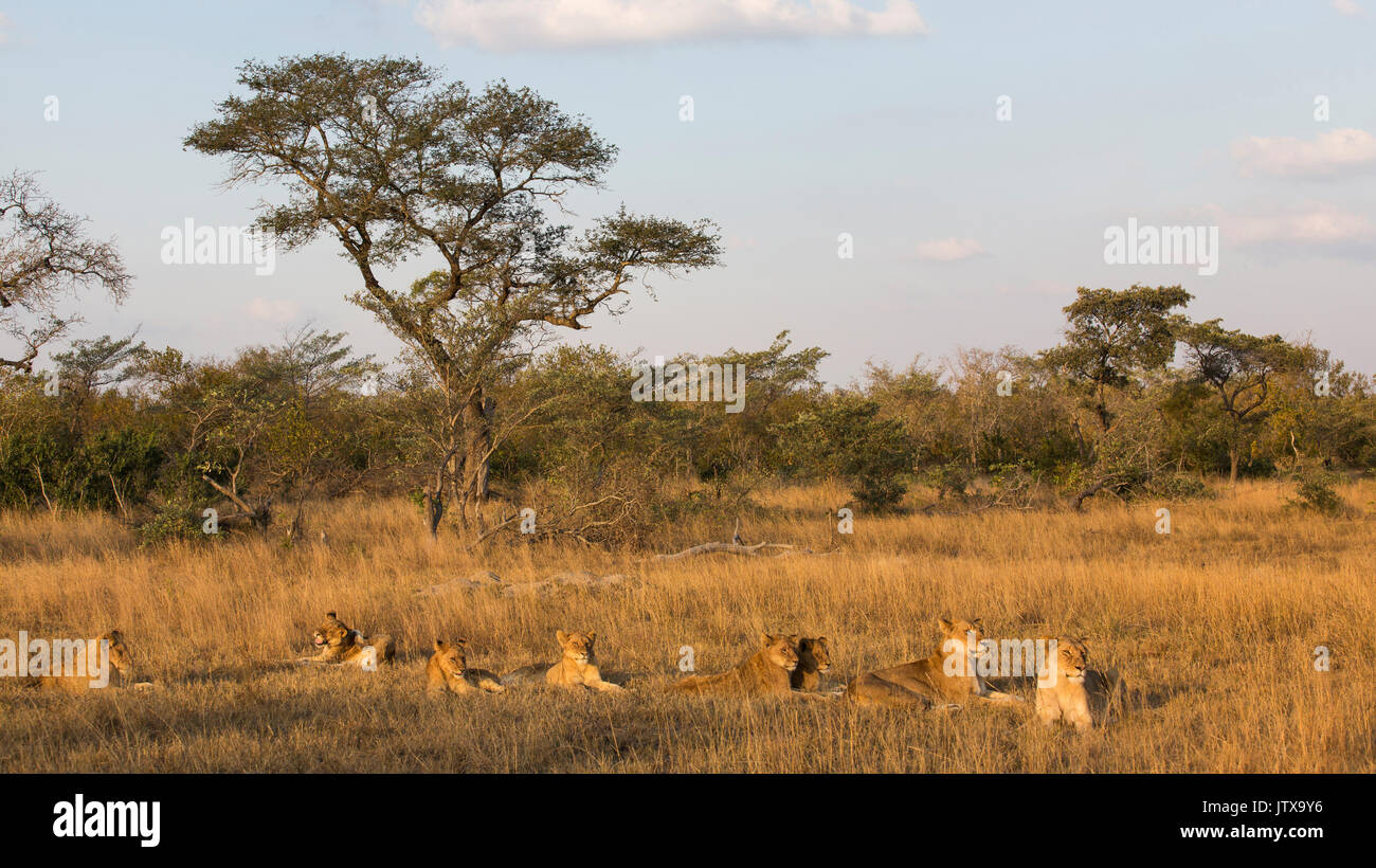 Pride of lions (Panthera leo) resting in the late afternoon Stock Photo ...