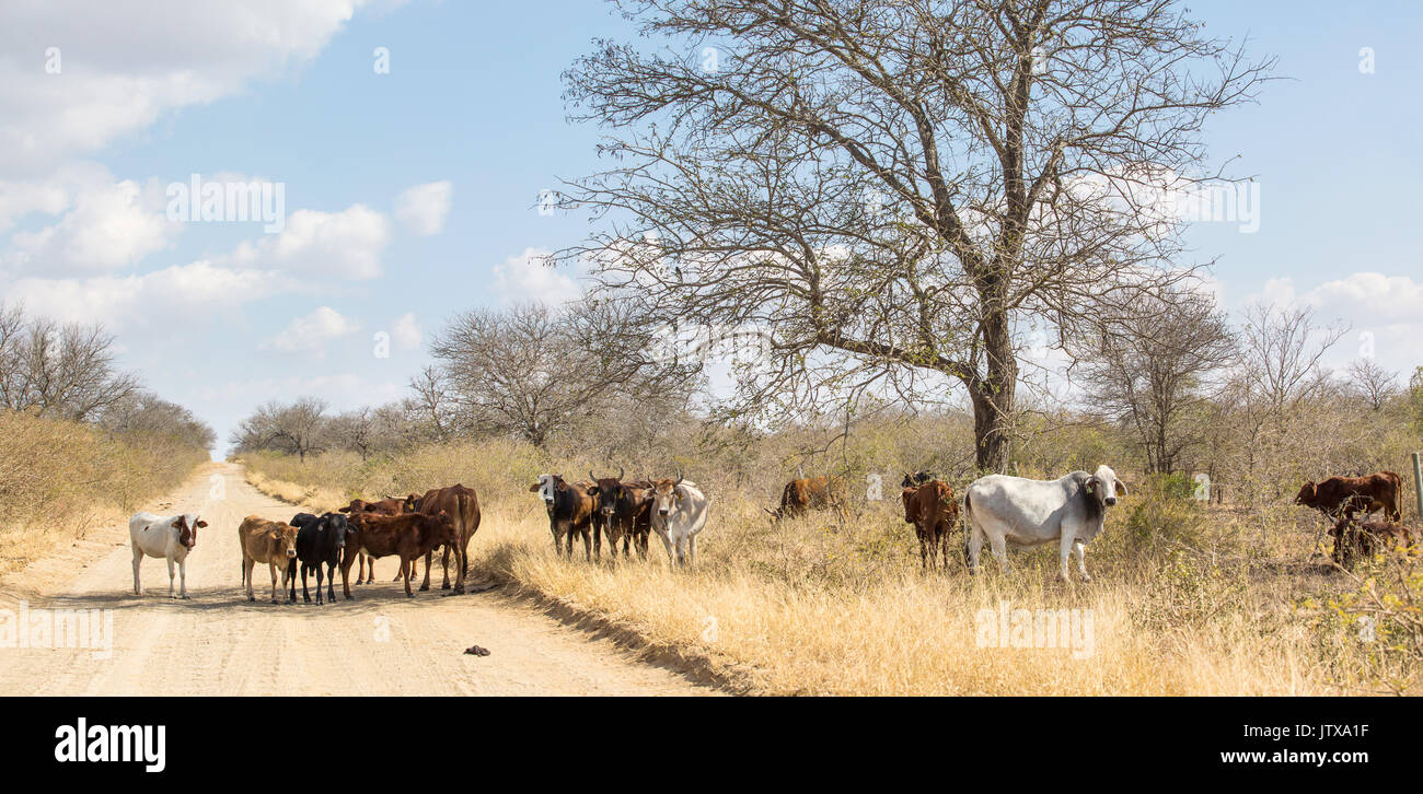 Herd of local cattle standing in a road in the shade of a leafless acacia tree in the Lowveld Stock Photo