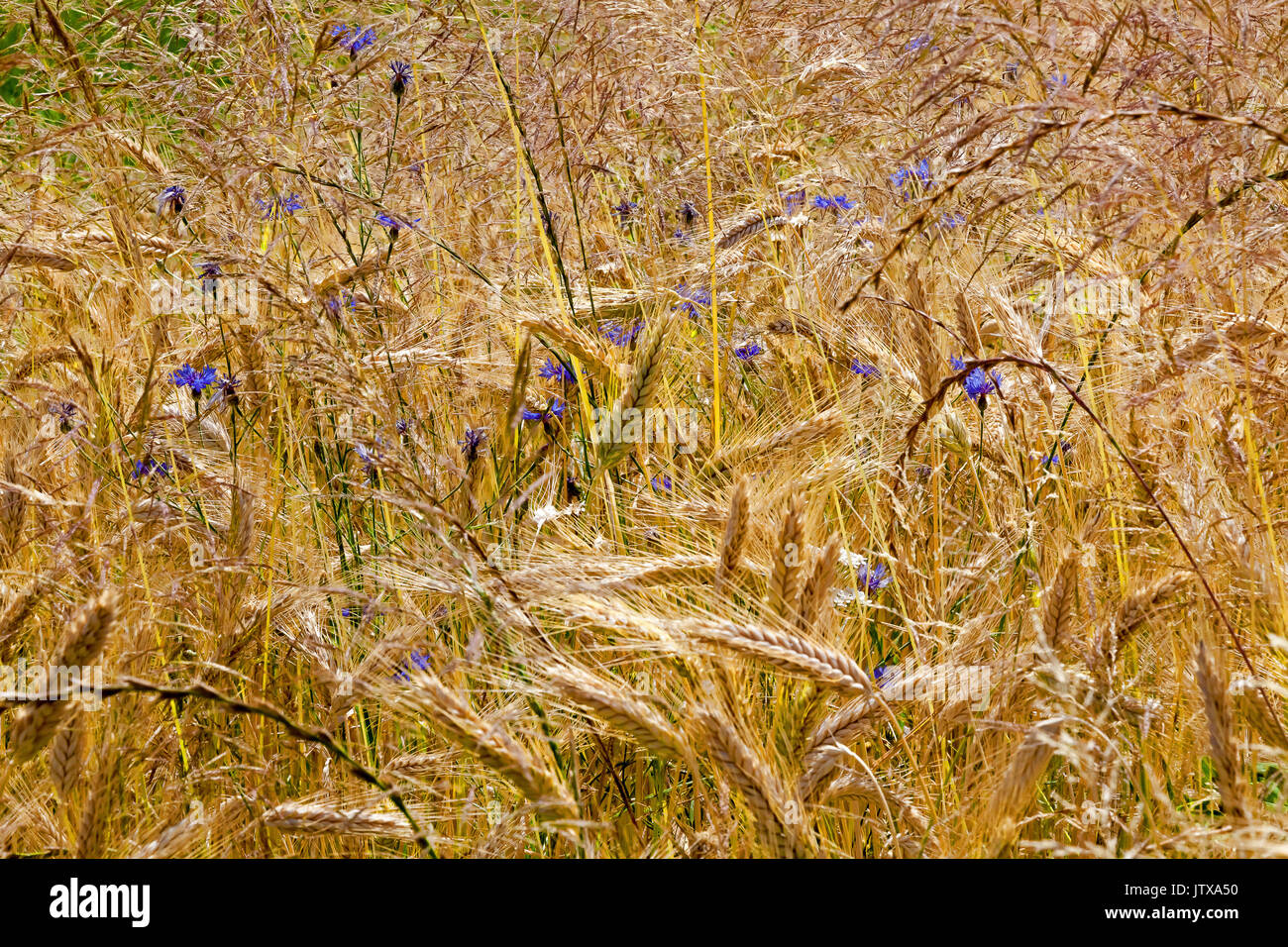 Blue Cornflowers (Centaurea cyanus) in the golden field of corn. Stock Photo