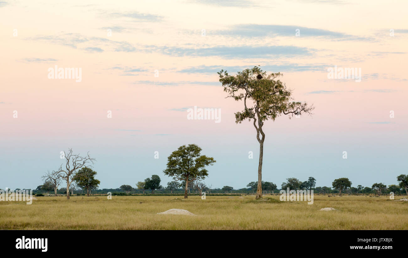 Moody scene showing an open grassland plain with a lone tall tree at dusk Stock Photo