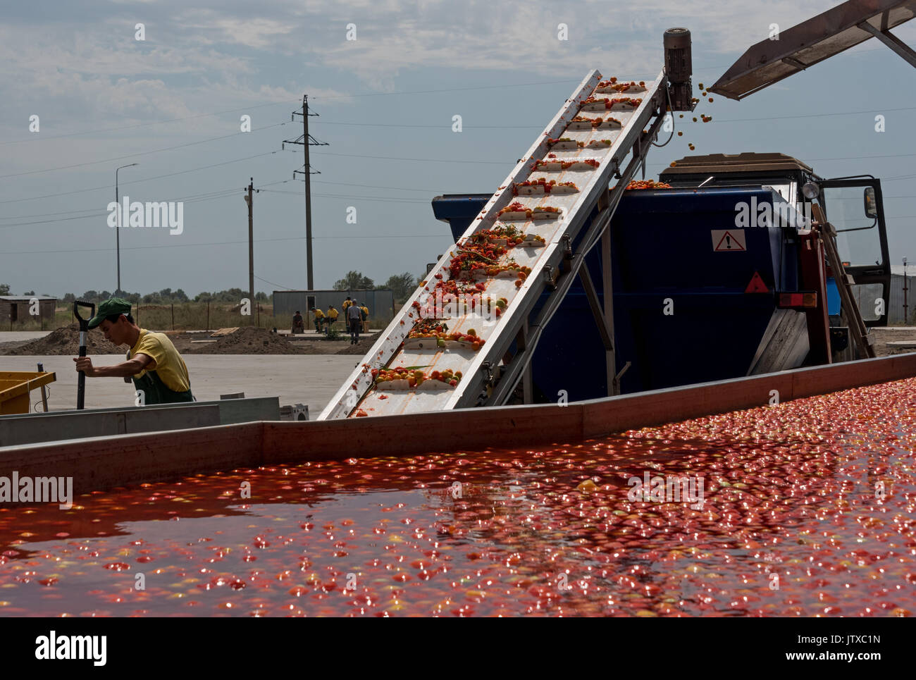 Tomato paste producing process at the tomato paste factory "APK