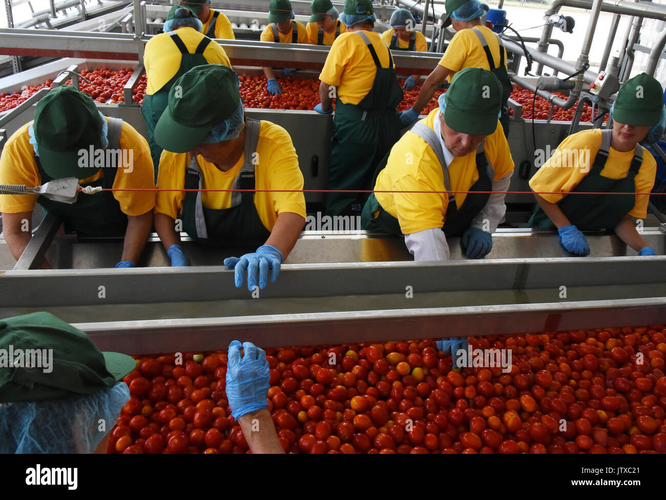 Tomato paste producing process at the tomato paste factory "APK