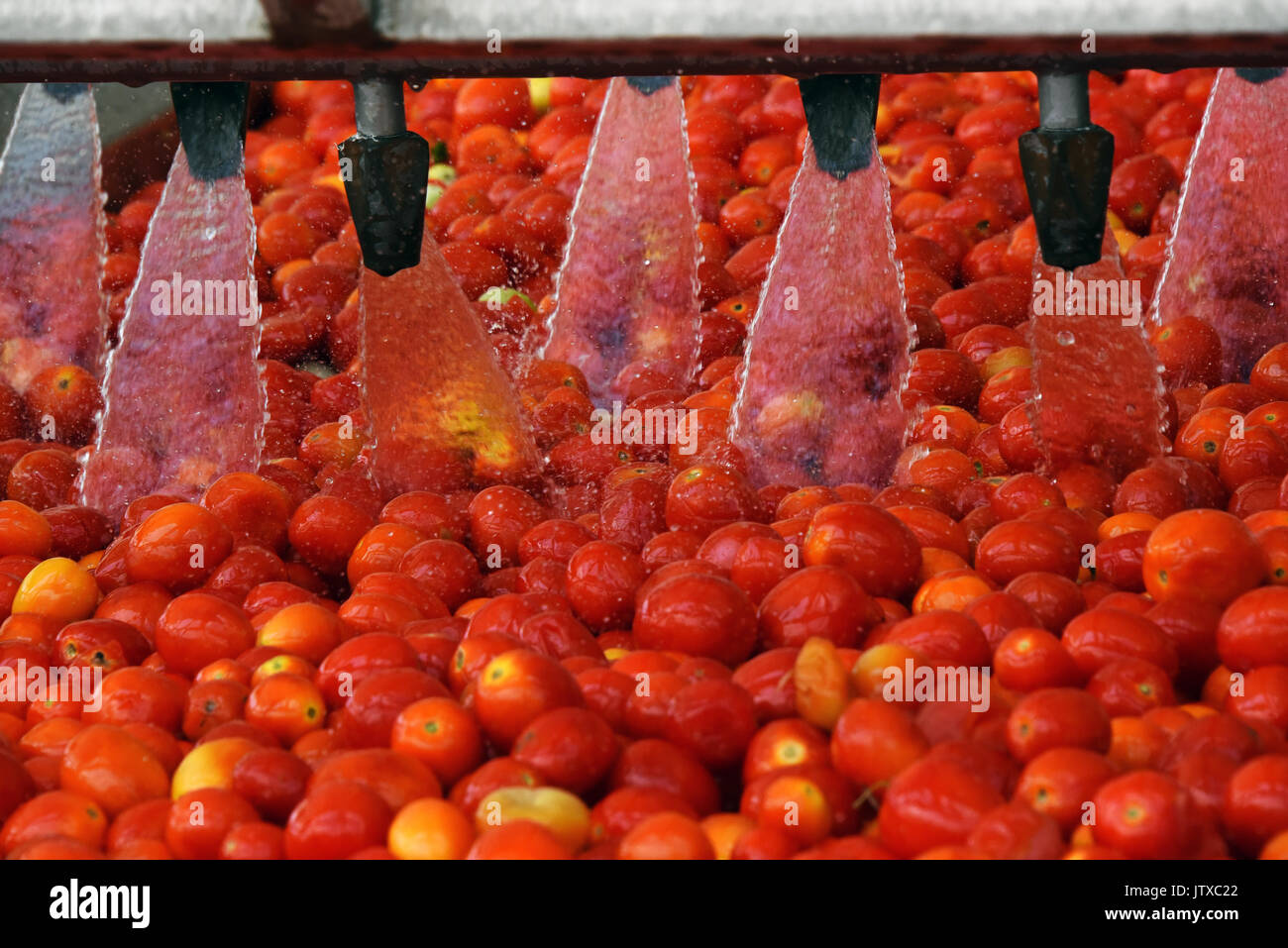 Tomato paste producing process at the tomato paste factory "APK