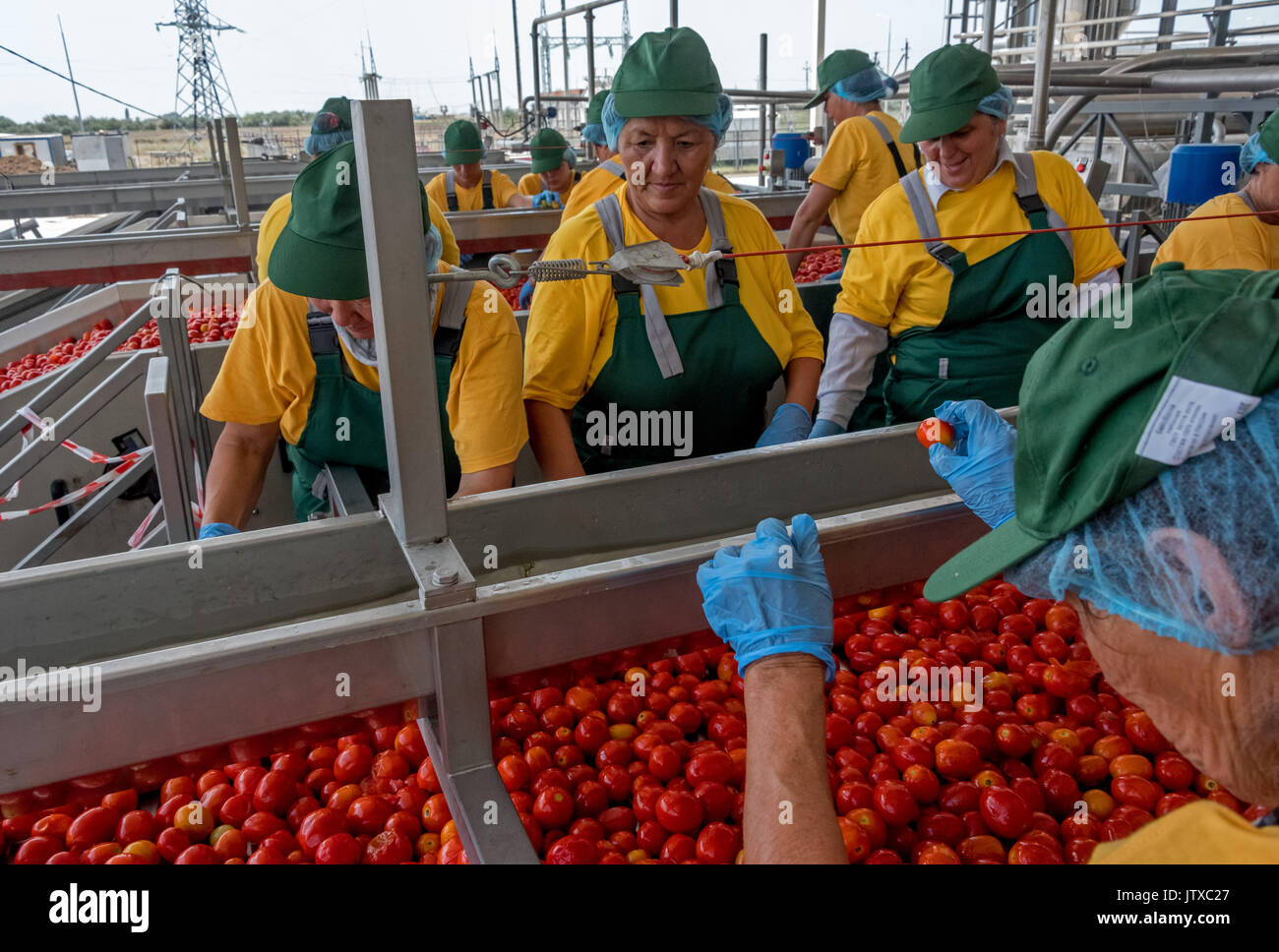 Tomato paste producing process at the tomato paste factory "APK