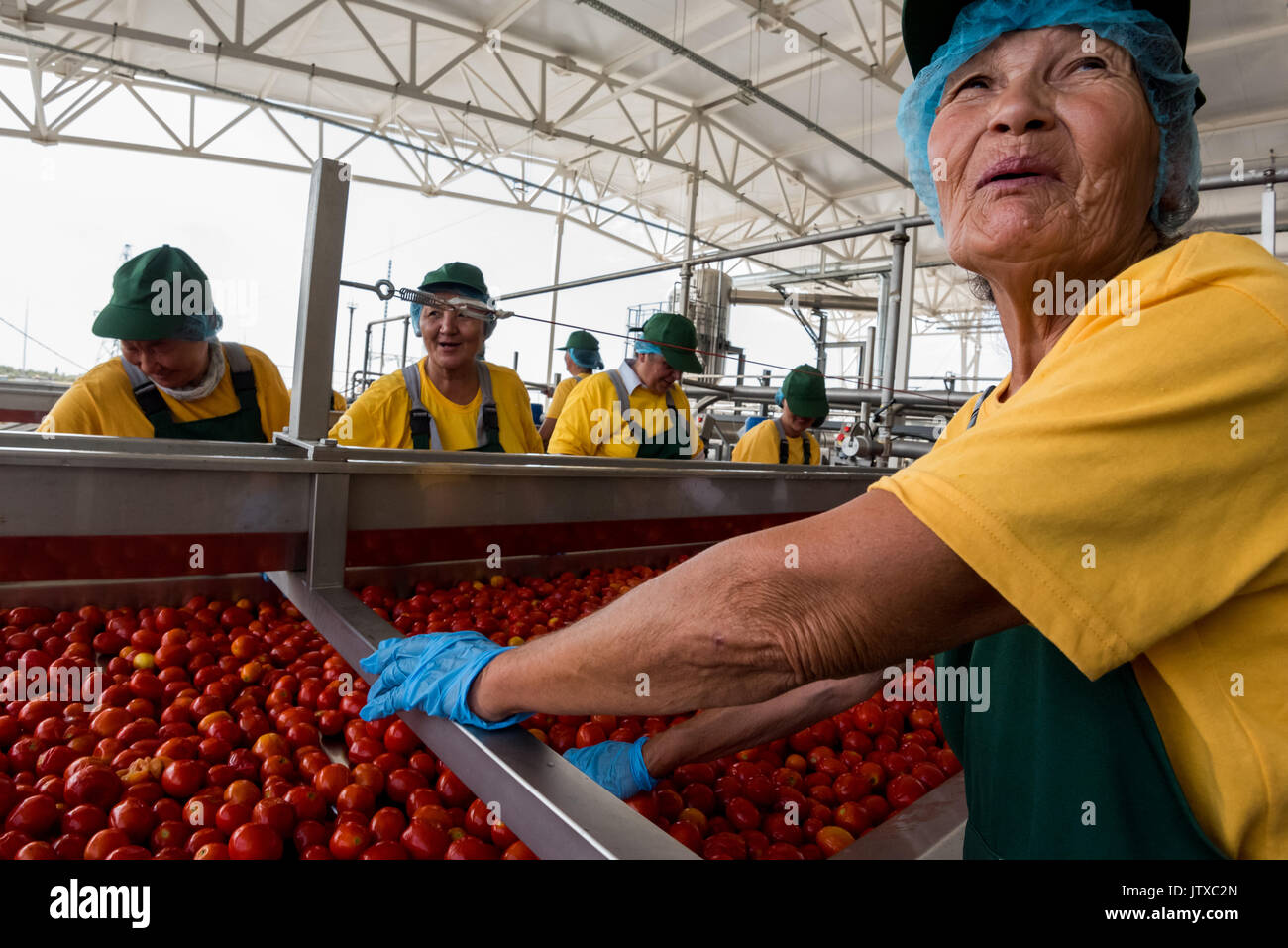 Tomato paste producing process at the tomato paste factory "APK