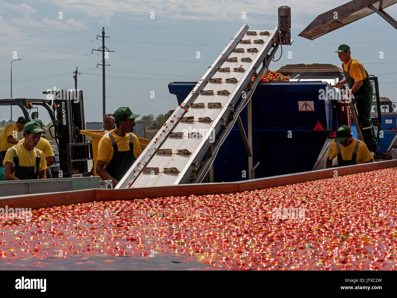 Tomato paste producing process at the tomato paste factory "APK