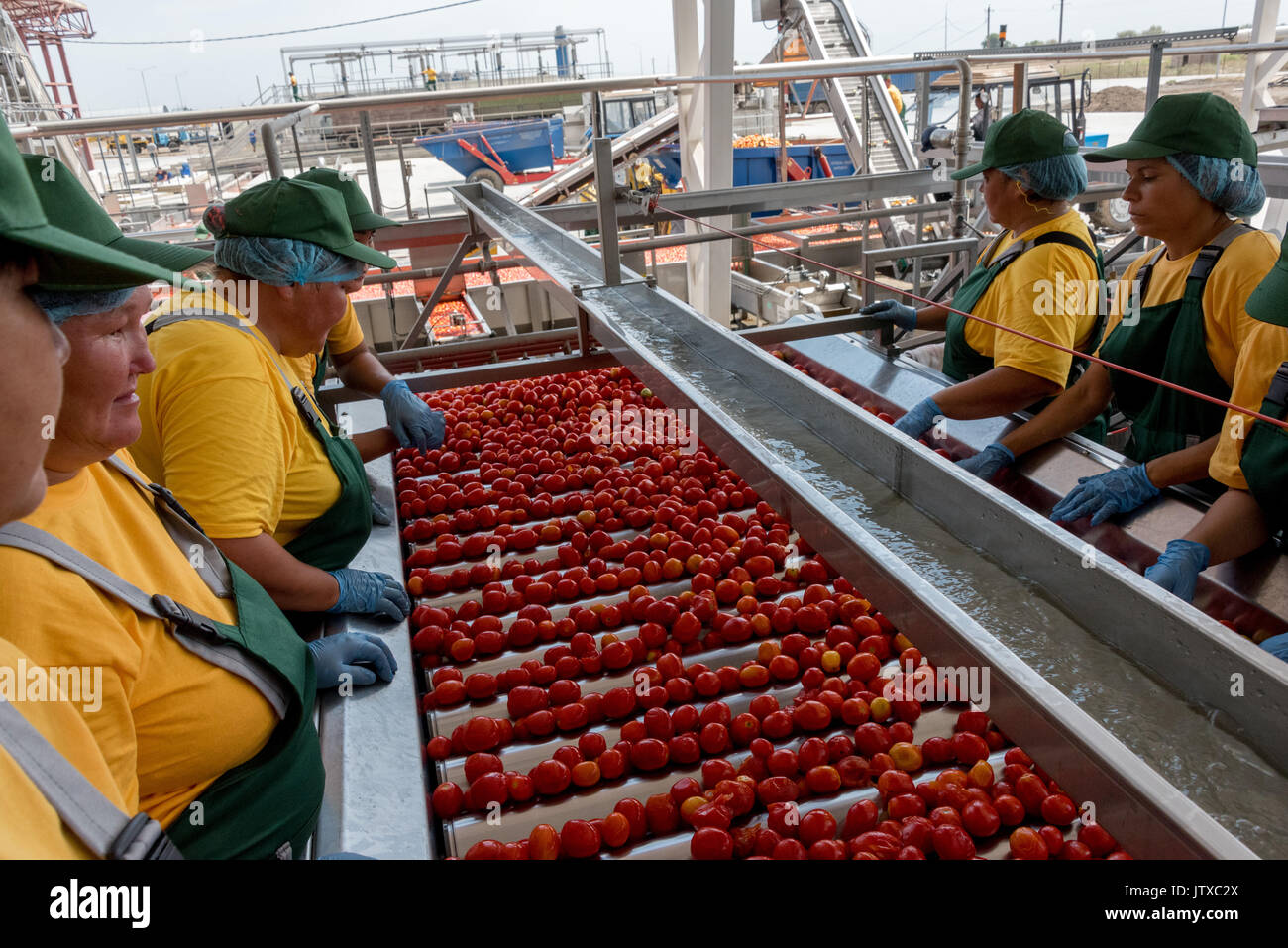 Tomato paste producing process at the tomato paste factory "APK