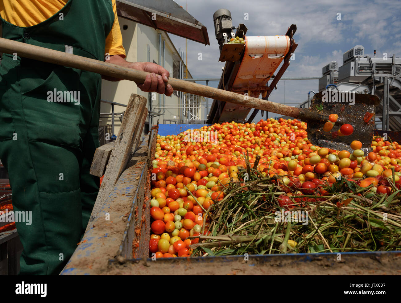 Tomato Factory High Resolution Stock Photography and Images Alamy