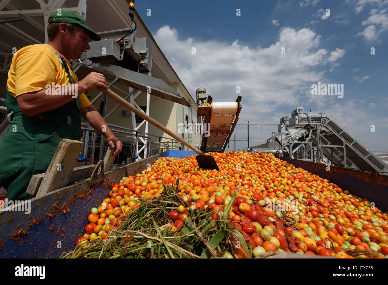Tomato paste producing process at the tomato paste factory "APK