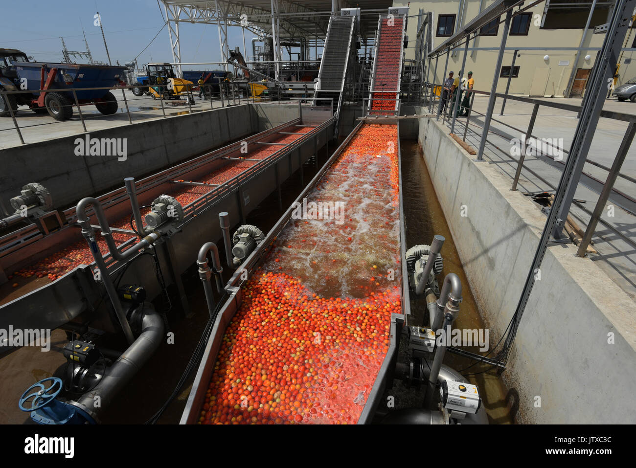 Tomato factory hires stock photography and images Alamy