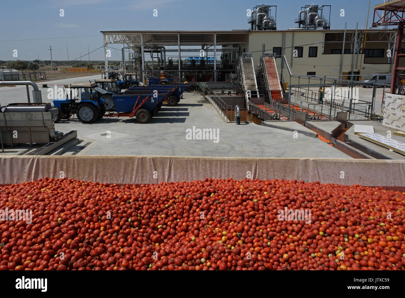 Tomato paste producing process at the tomato paste factory "APK