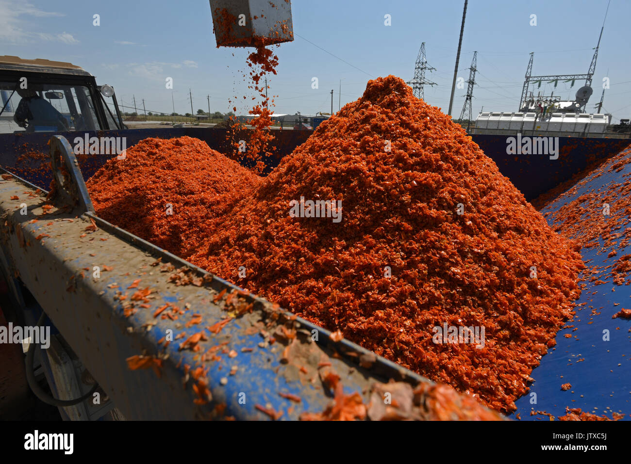 Tomato paste producing process at the tomato paste factory "APK