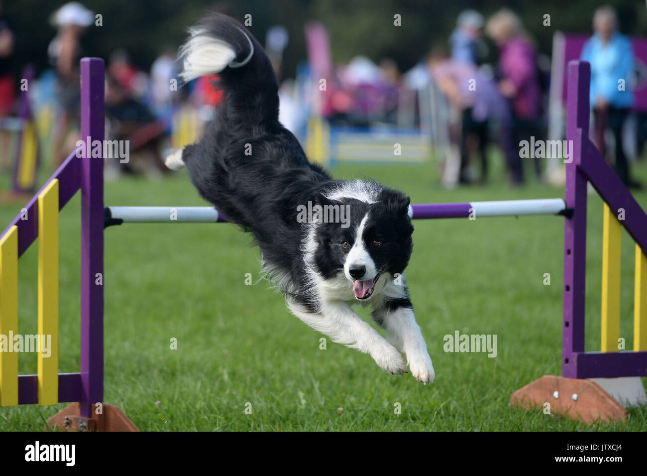 A Border Collie competes in the Kennel Club International Agility Festival  at Rockingham Castle in Market Harborough Stock Photo - Alamy