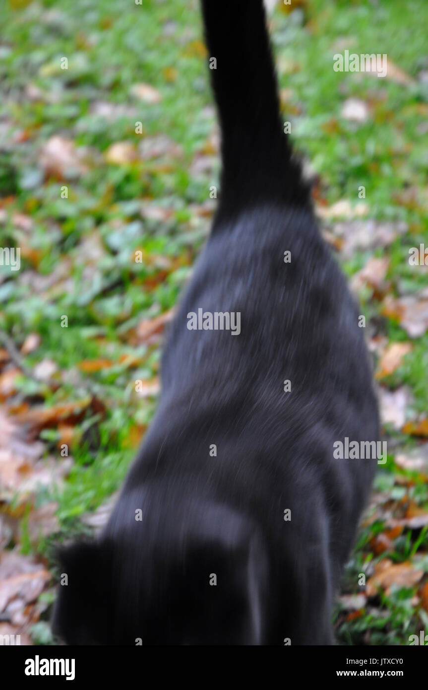 Cat uk garden grass hi-res stock photography and images - Alamy