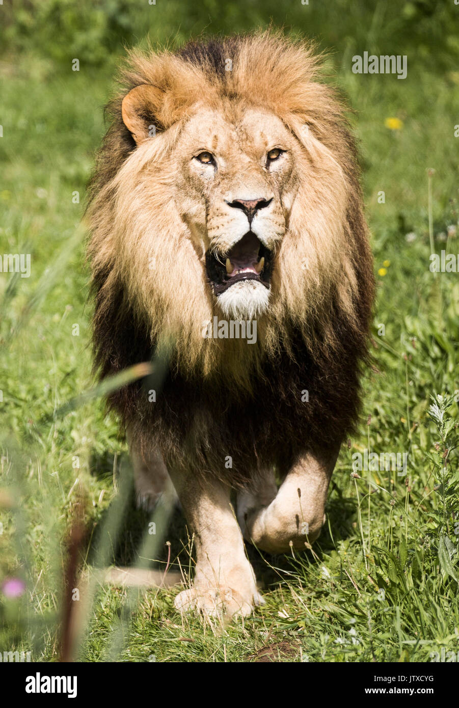 Adel lion yorkshire wildlife park hi-res stock photography and images ...
