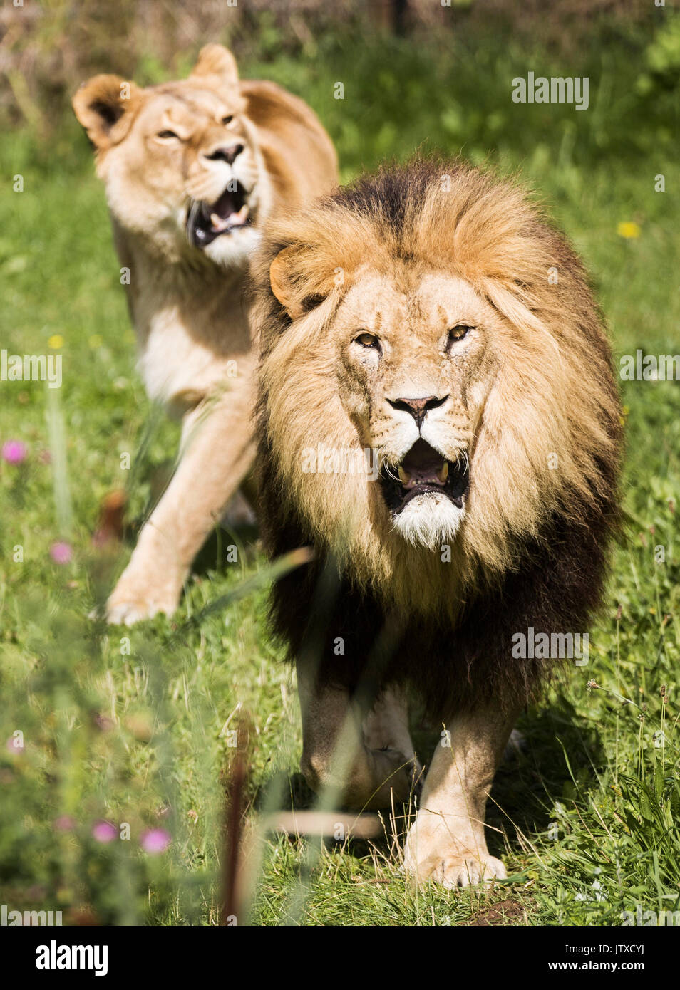 Adel lion yorkshire wildlife park hi-res stock photography and images ...