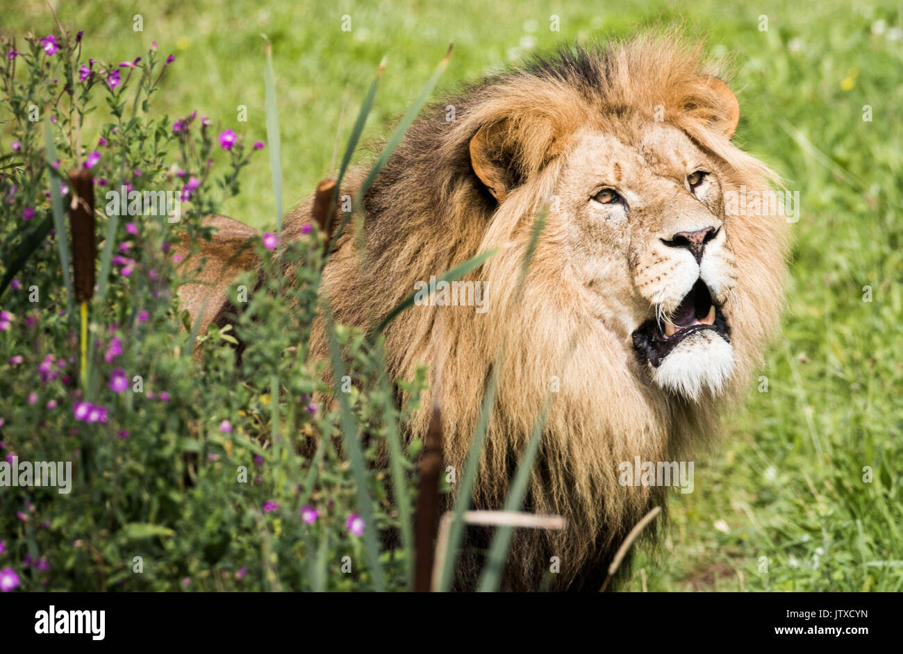 Adel lion yorkshire wildlife park hi-res stock photography and images ...