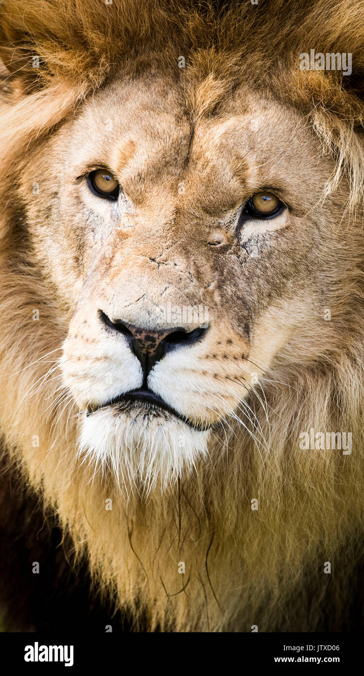 Simba lion yorkshire wildlife park hi-res stock photography and images ...