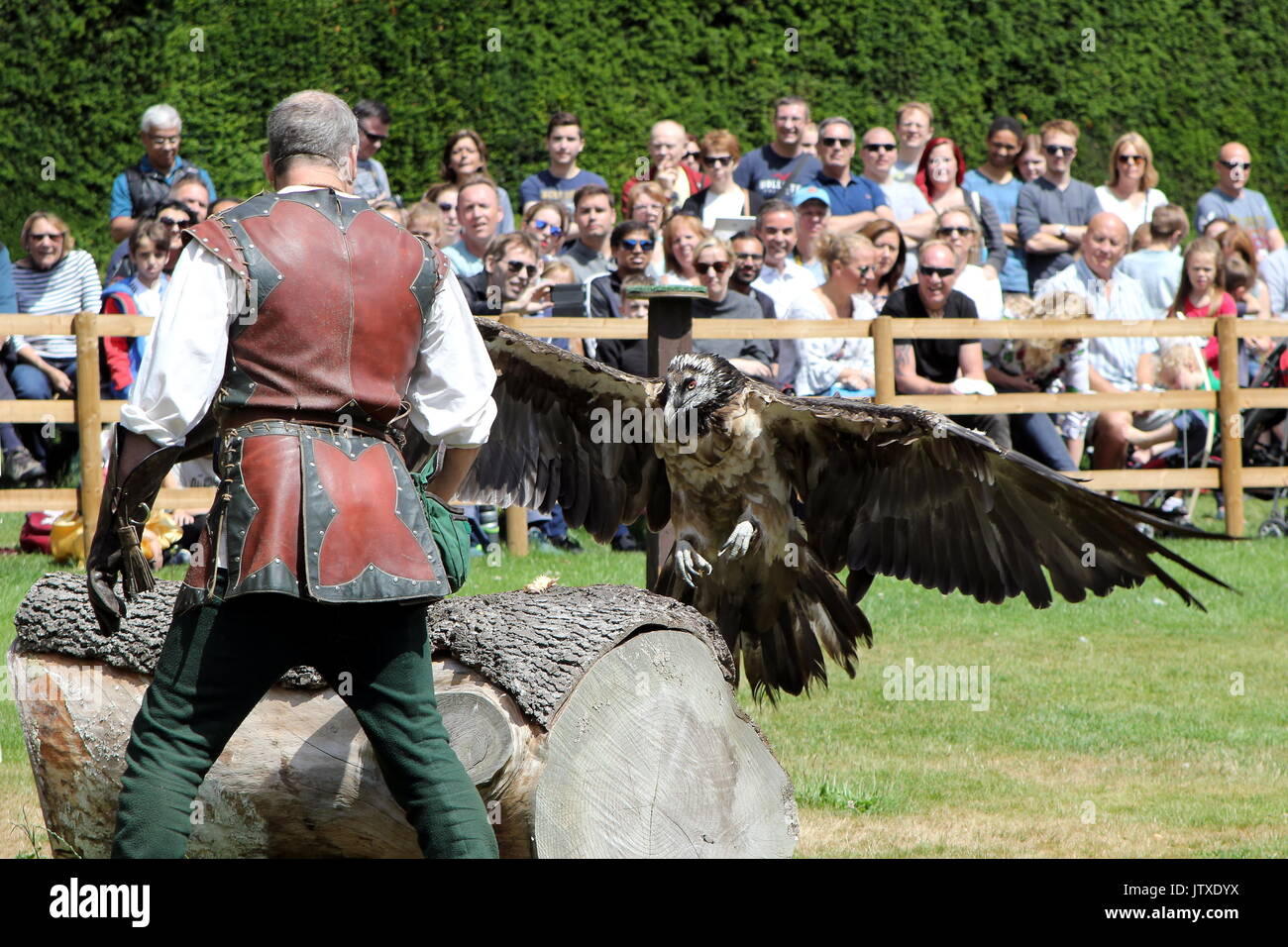 A falconer looks on as his bearded vulture (Gypaetus barbatus), also ...