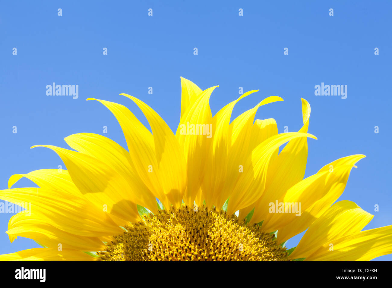 Landscape with two sunflower field over cloudy blue sky Stock Photo - Alamy