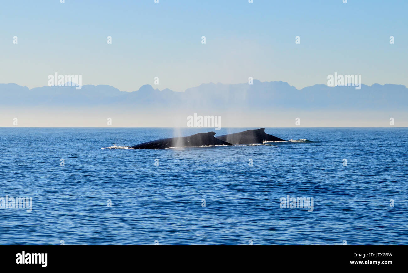 Whales of south african coast hi-res stock photography and images - Alamy