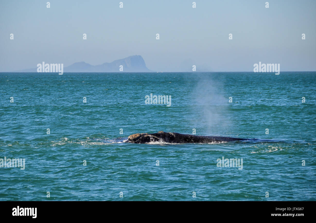Southern Right Whale Swimming In False Bay South Africa Stock
