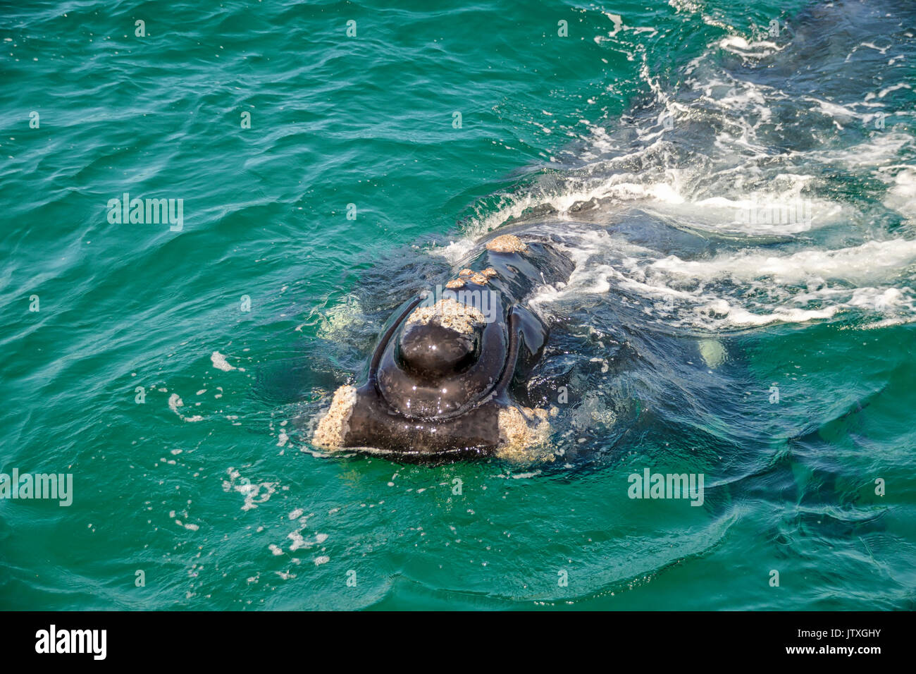 Black right whale hi-res stock photography and images - Alamy
