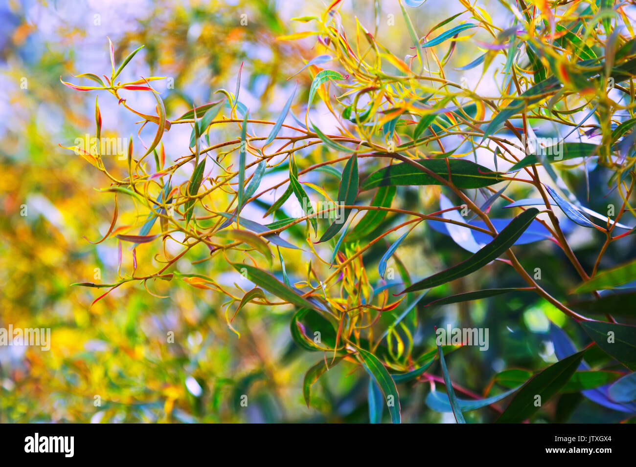 Red mallee plant (Eucalyptus oleosa) Stock Photo