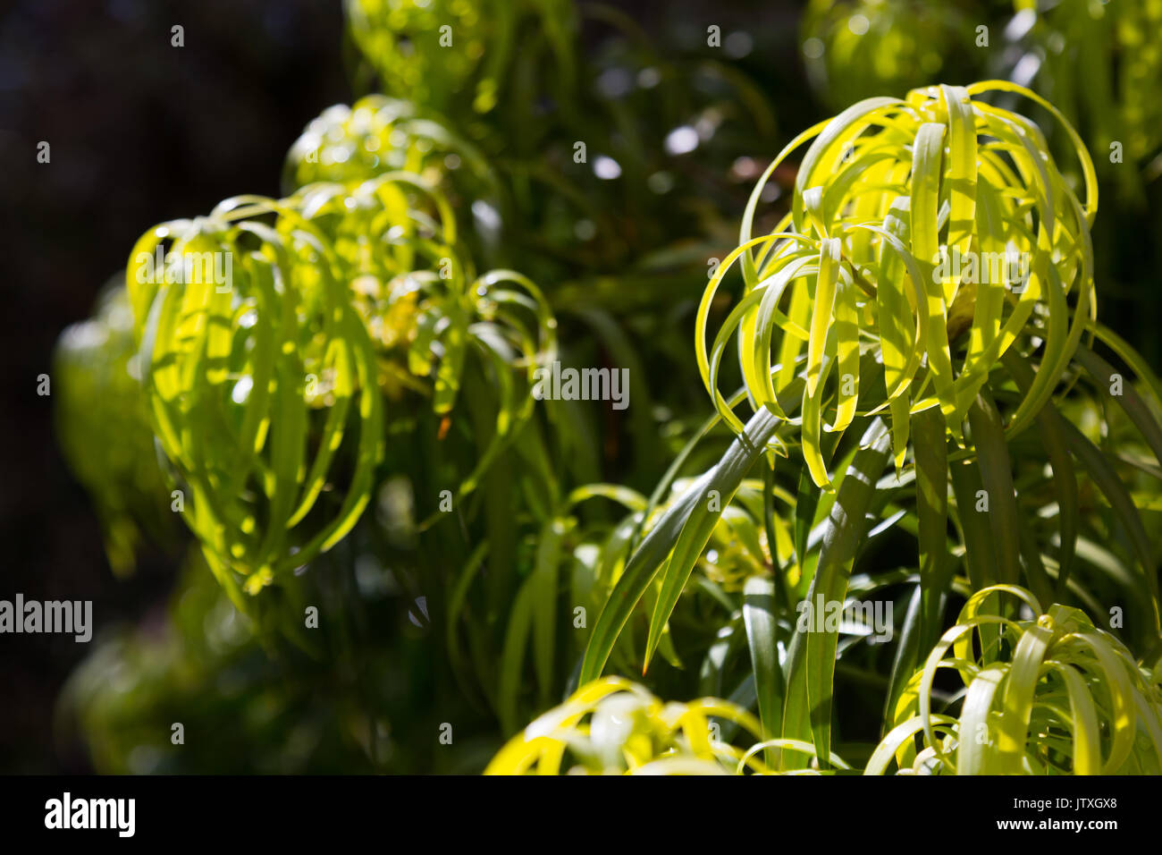 Closeup of Podocarpus Henkelii  leaves in spring Stock Photo