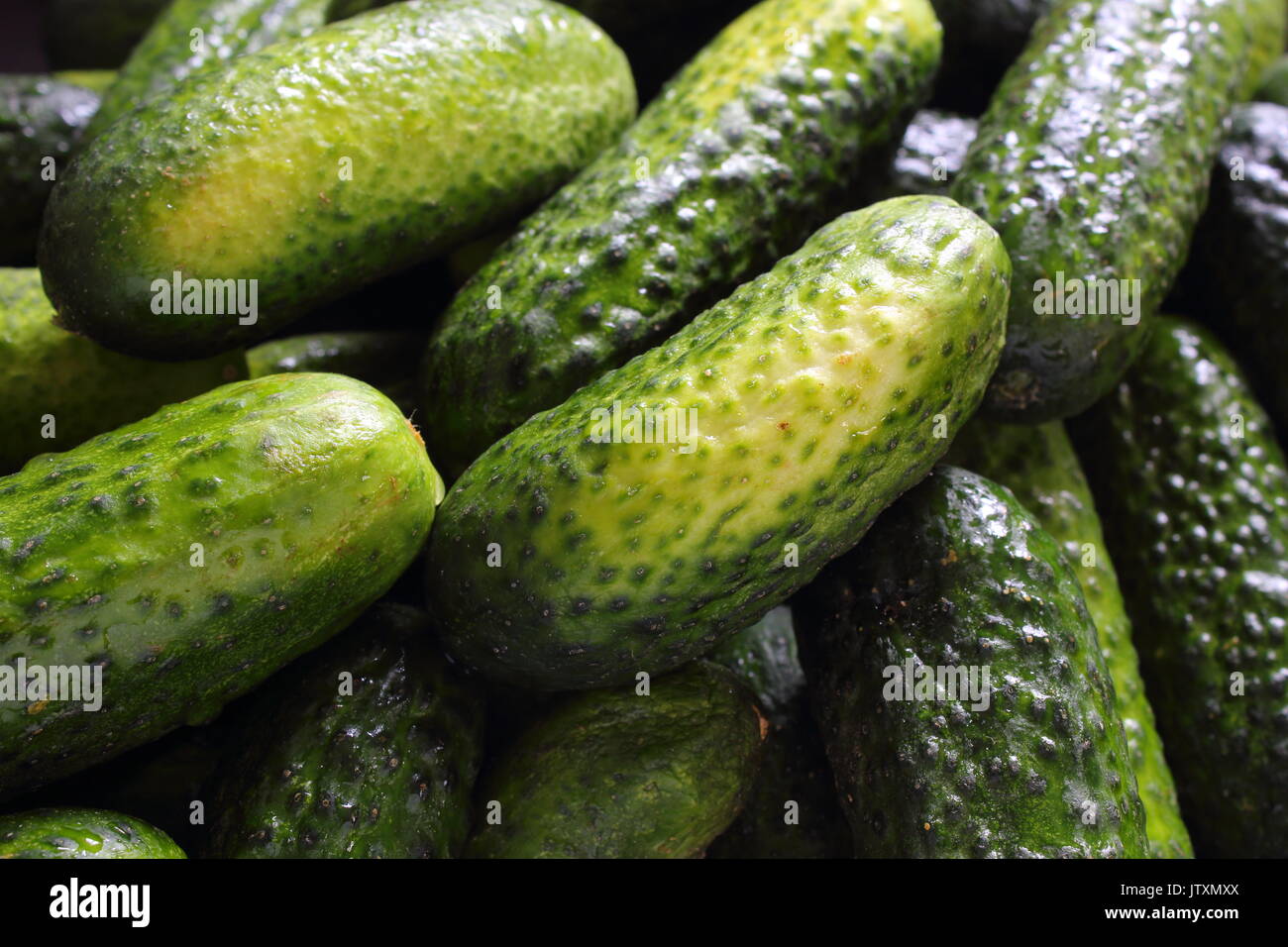 Pickling gherkin hires stock photography and images Alamy